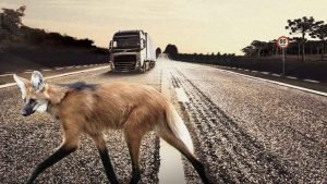 Leia mais sobre o artigo ACIDENTE CAUSADO POR ANIMAIS, DE QUEM É A RESPONSABILIDADE?
